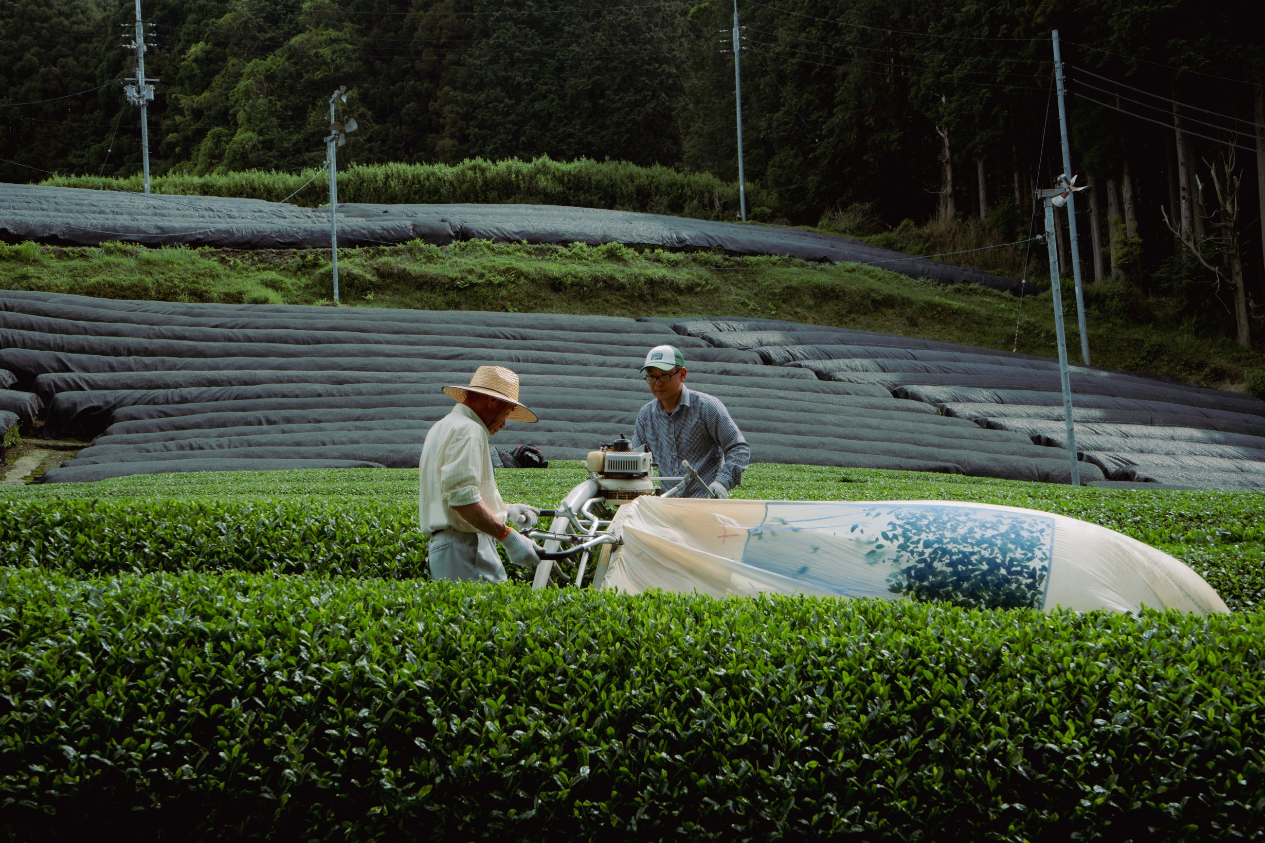 Pesticide Free Farm Direct Okumidori Matcha - Nevaeh Tea Co.