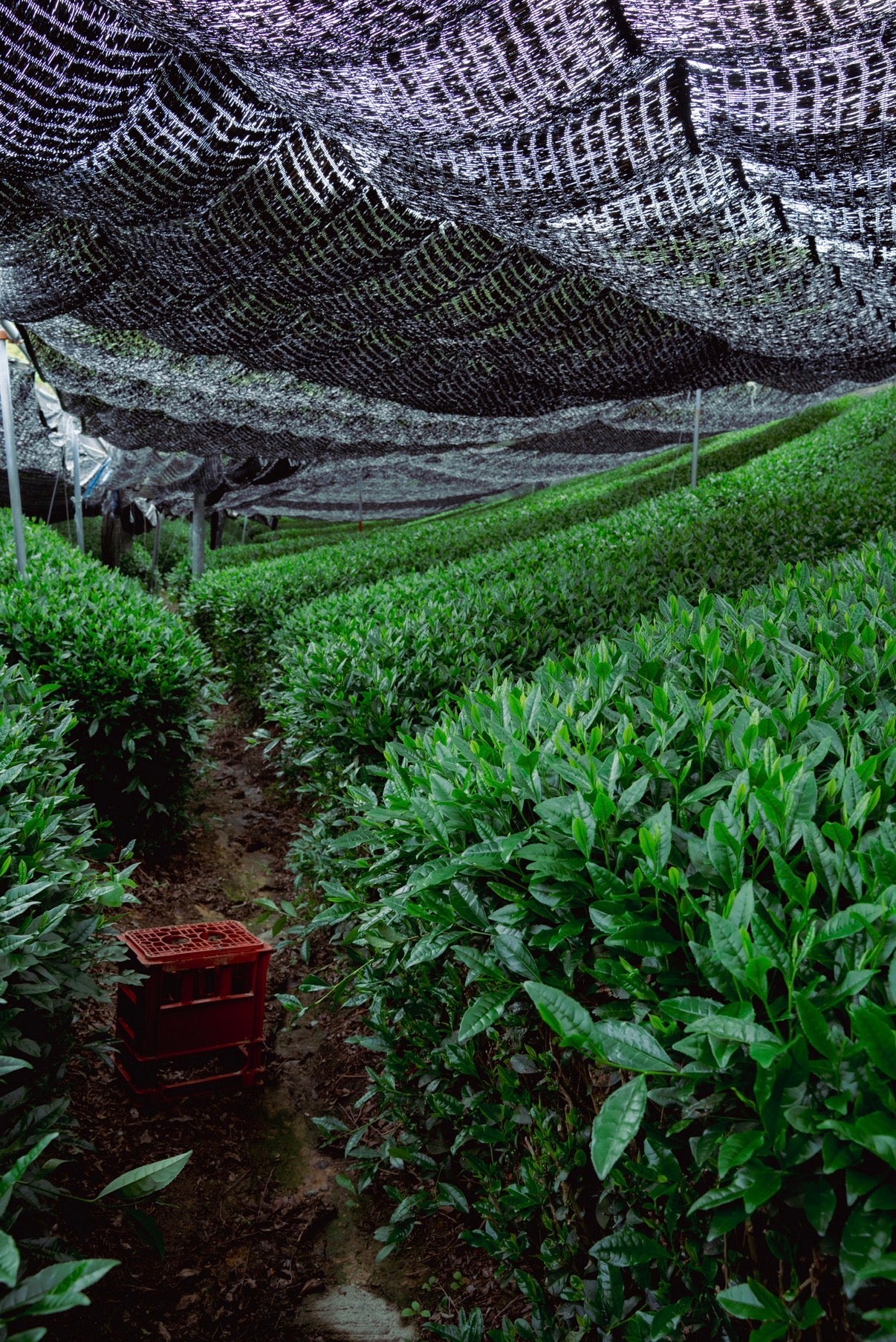 Gekkou Matcha - Milled in House