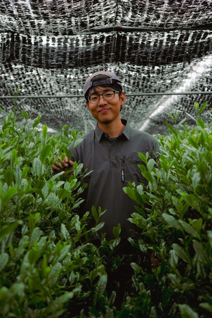 Samidori Single Cultivar Matcha from Kyoto, Japan | Stone-Milled
